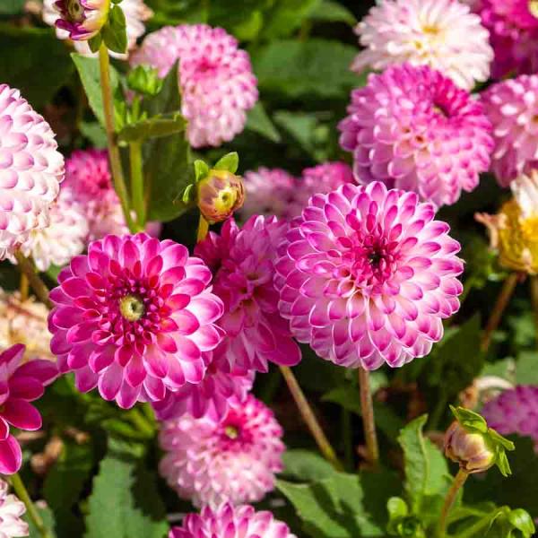 Bulbes à fleurs à planter au printemps - Dahlia Décoratif nain Pink Isa (x1) - face recto